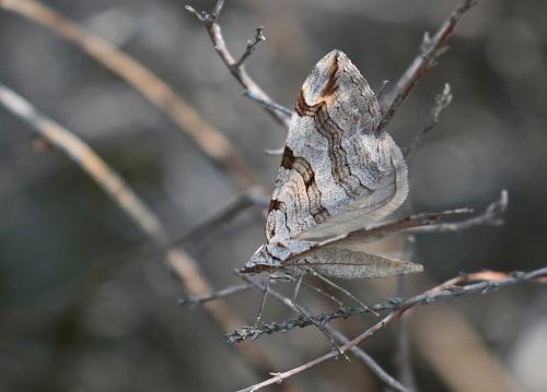 Réf. 190 134 : Aplocera plagiata